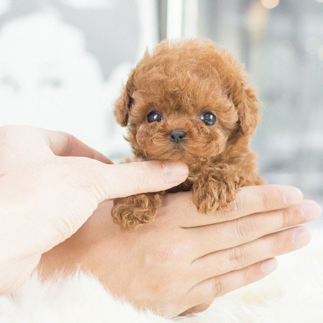 Interaktiv Plush Hund – Realistisk Design med Bevægelser – Perfekt til at Lære Børn om Pleje